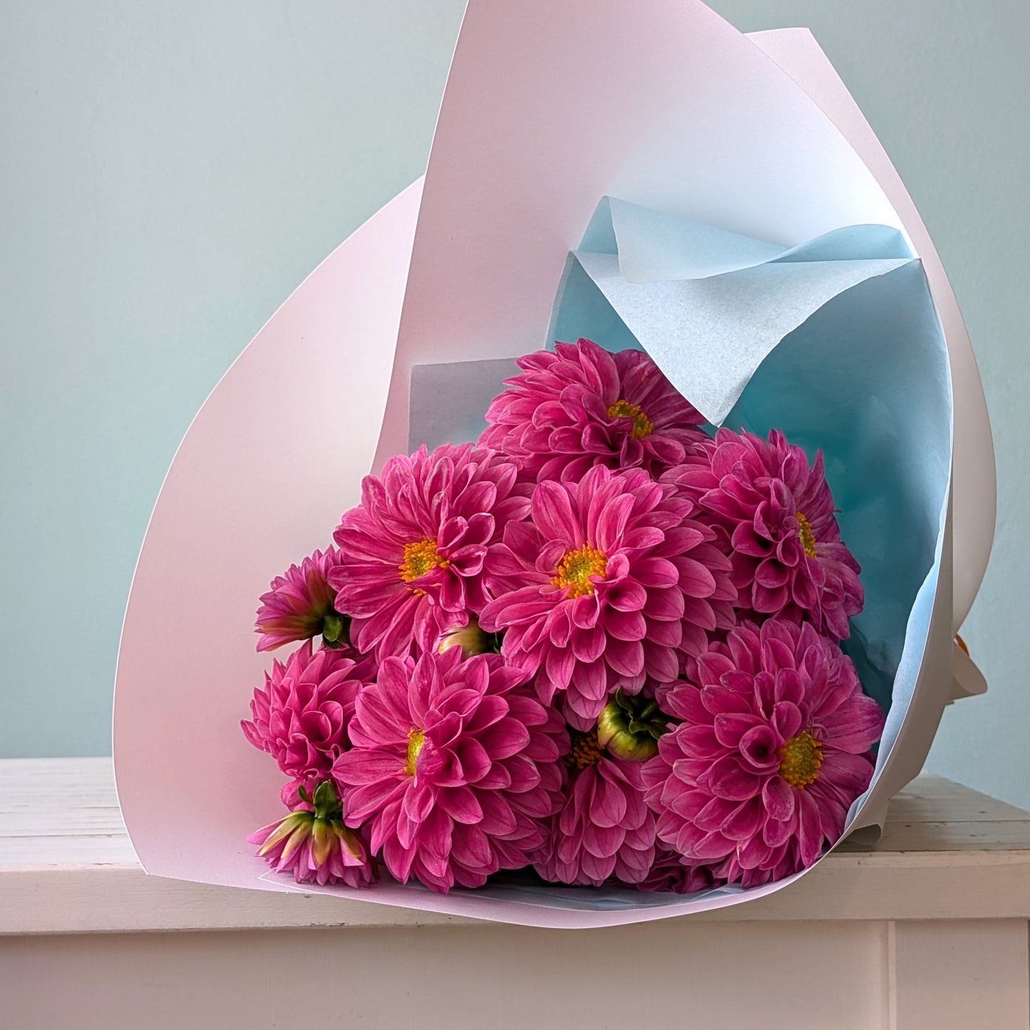 Front view close up of a posy of pink dahlias wrapped in white paper, lying on a white table against a blue background.