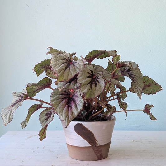 Small plant in ceramic planter on a white table against a blue wall